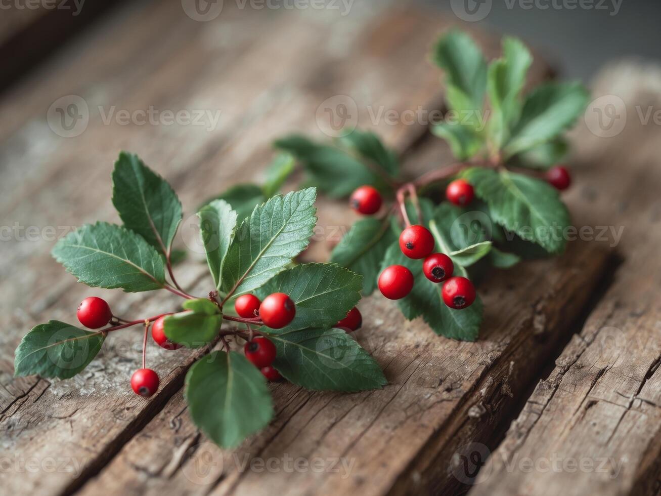 Two sprigs of foliage with berries on wood photo