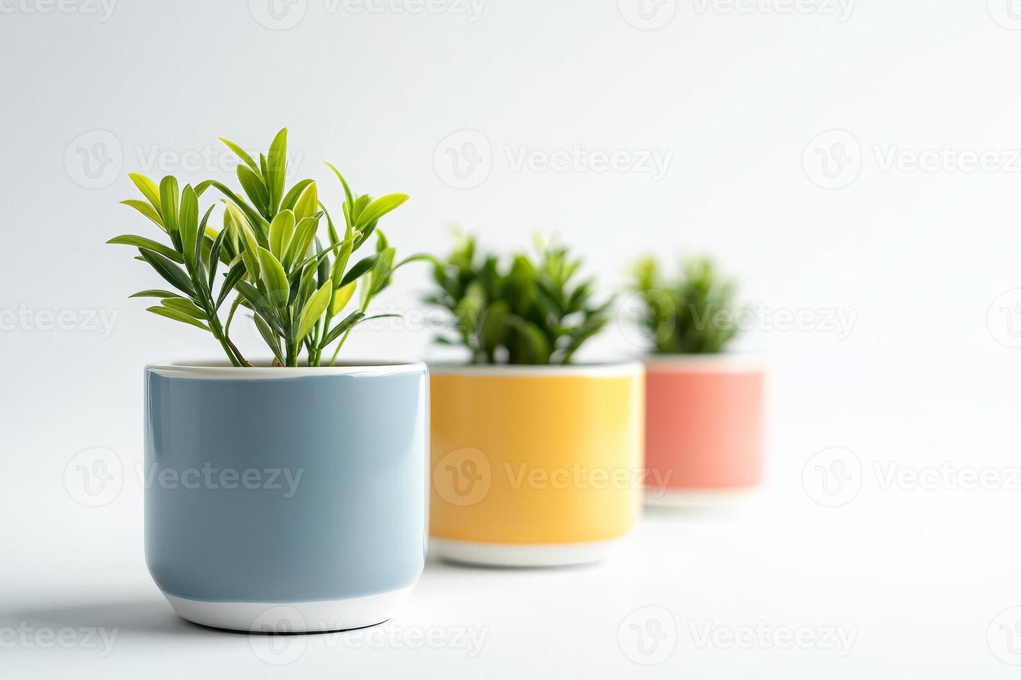 Three potted plants are sitting on a white background photo