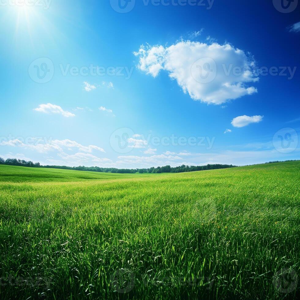 A large field of grass with a blue sky in the background photo
