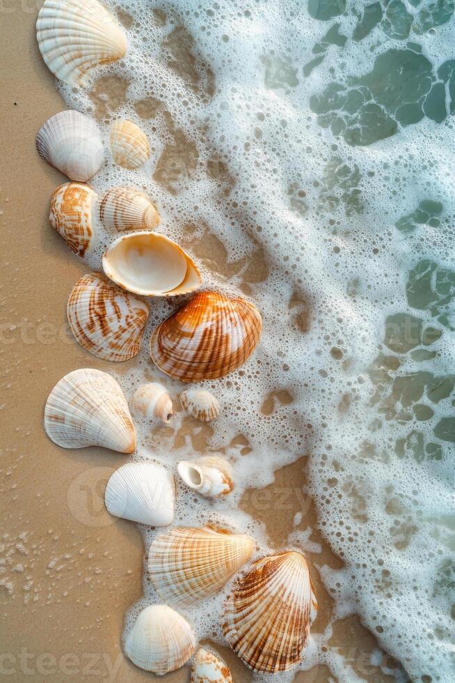 A beach scene with a large number of shells scattered across the sand. The shells are of various sizes and colors, creating a vibrant and lively atmosphere photo