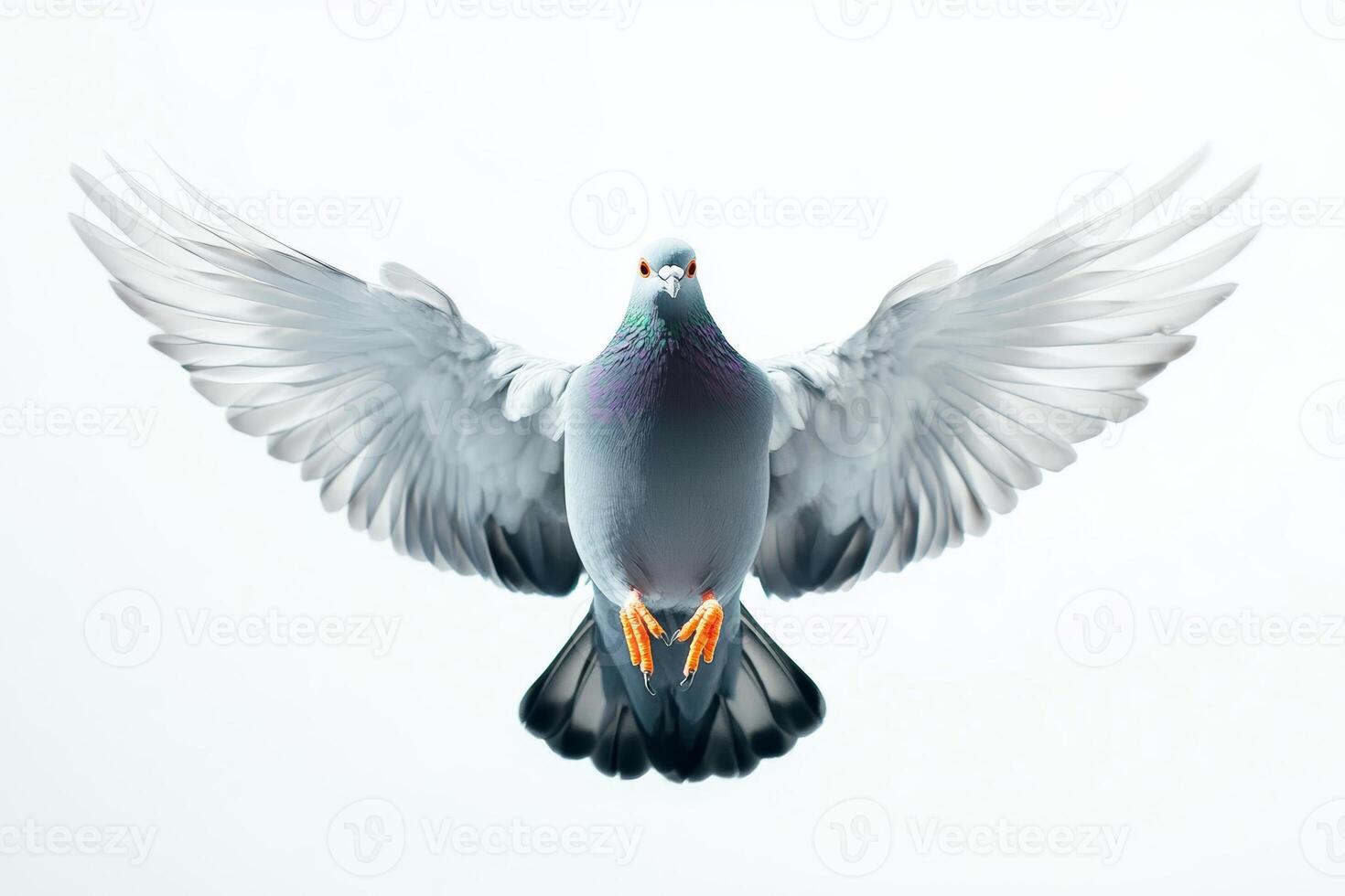 Close up of a pigeon mid flight with wings spread wide, showcasing intricate feather details against a white backdrop. photo