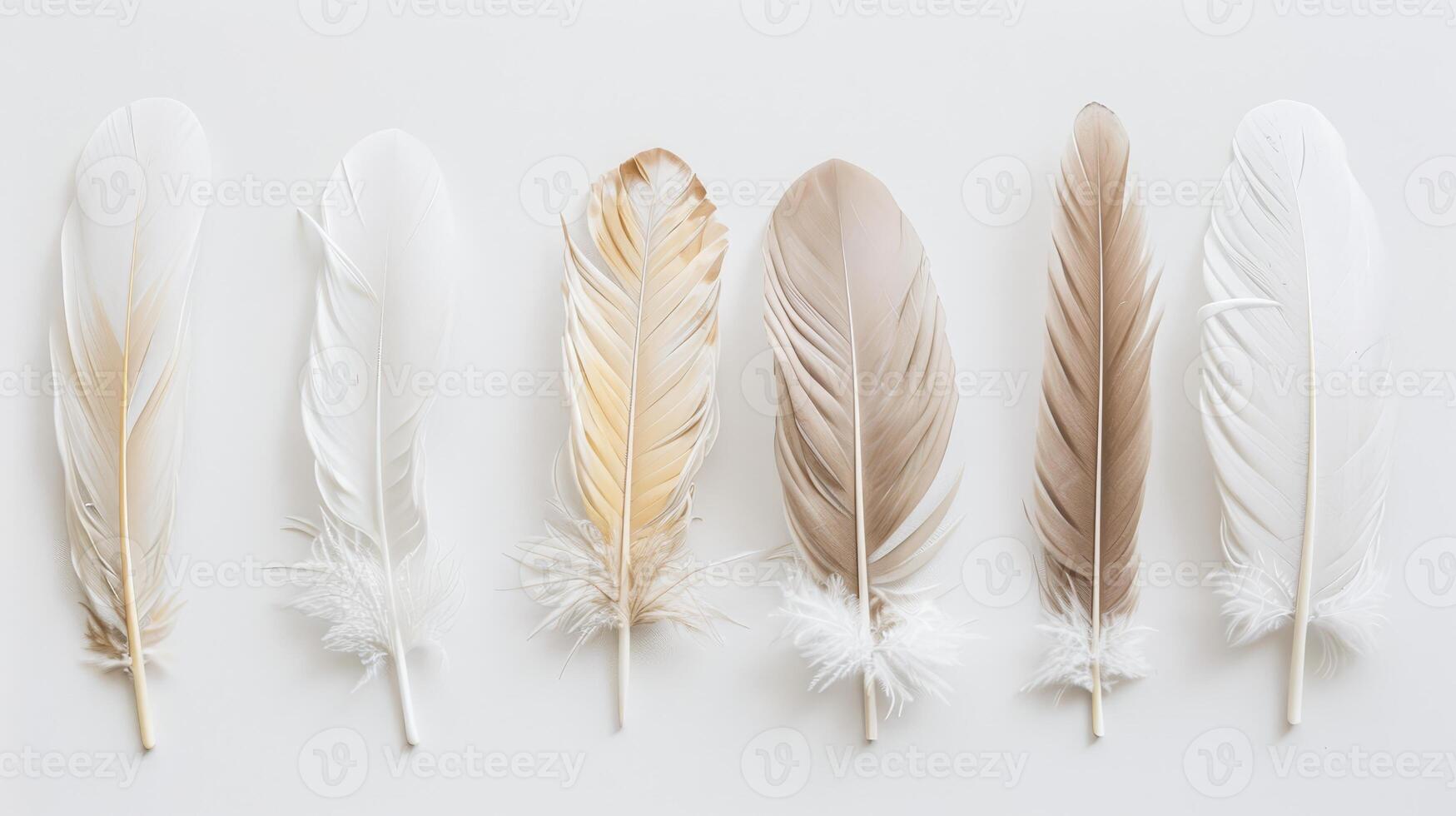 A collection of feathers, some white and some brown, are arranged in a row photo