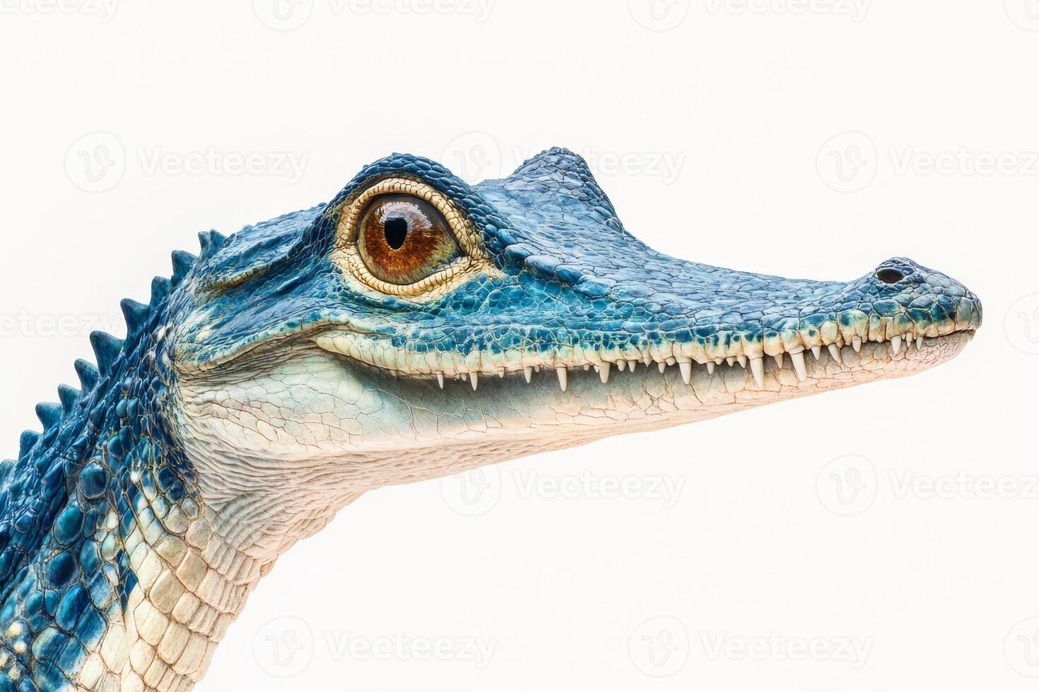 High resolution image of a blue alligator showcasing intricate scale patterns and sharp teeth against a plain white backdrop. photo