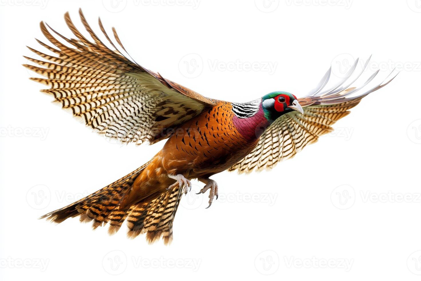 A colorful pheasant captured mid flight, showcasing its vibrant feathers and dynamic movement against a clean white backdrop. photo