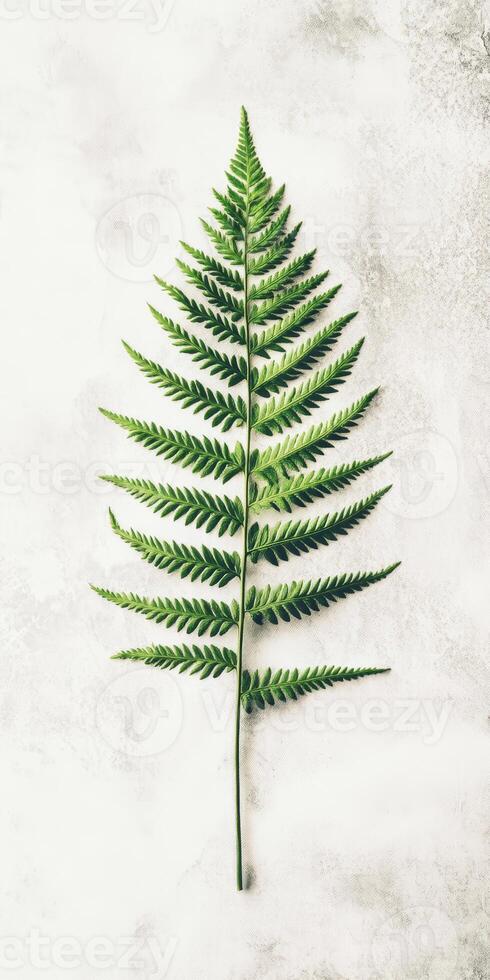 A single green fern leaf displayed on a light textured background, perfect for nature and botanical themes. photo