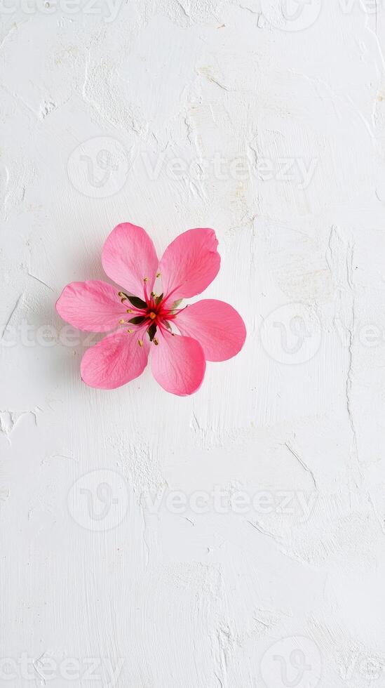 A single pink flower on a textured white surface, showcasing simplicity and elegance in a minimalist style. photo