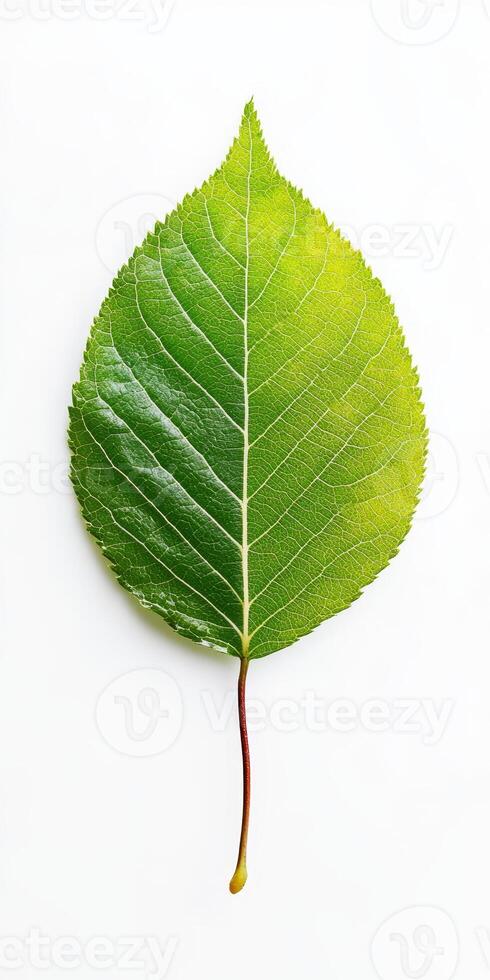 A detailed close up of a single green leaf against a white background, highlighting its intricate veins and natural texture. photo
