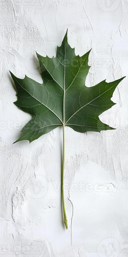 A detailed image of a green maple leaf against a textured white surface, showcasing its natural beauty and intricate patterns. photo