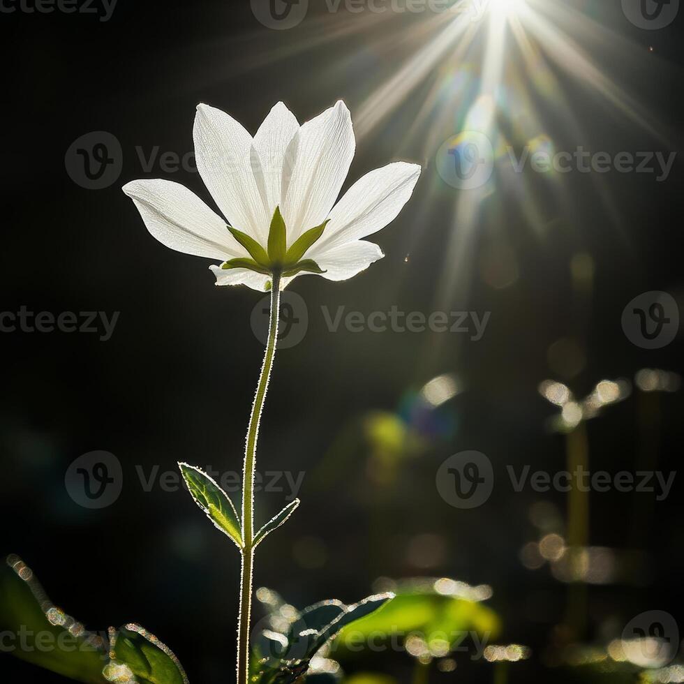 Close up of a white flower backlit by sunlight, creating a dramatic contrast with the dark background and lens flare. photo