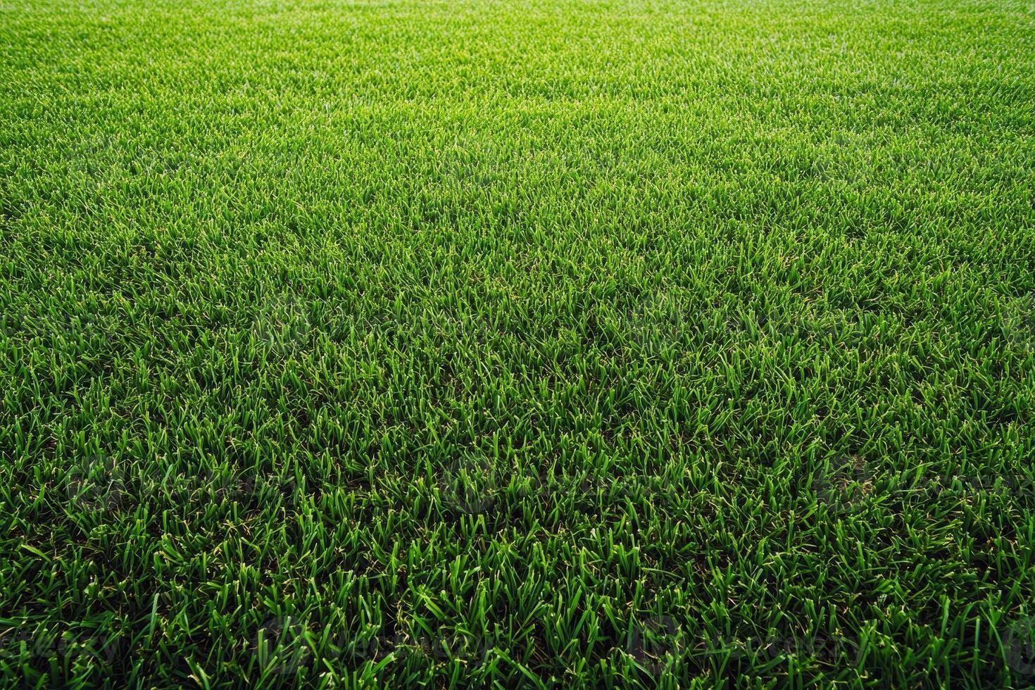 Lush Green Grass Field Under Bright Sunlight Perfect for Backgrounds and Nature-Themed Designs photo