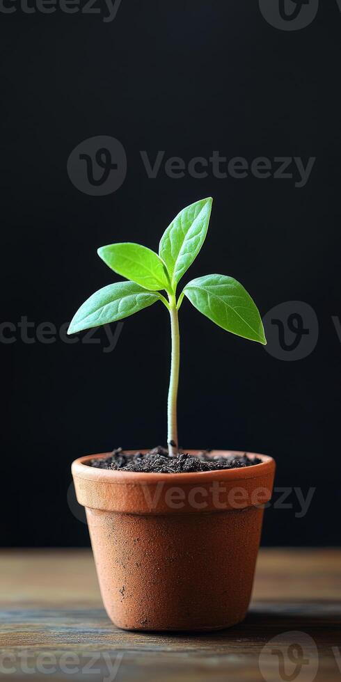 A vibrant green plant in a terracotta pot on a wooden surface, set against a dark background, representing growth and simplicity. photo