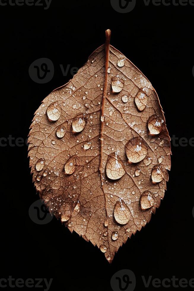 Close-Up of a Brown Leaf with Water Droplets on a Black Background photo