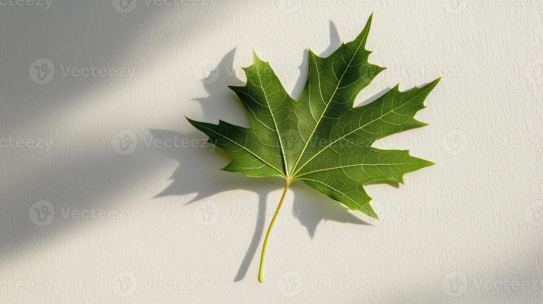 Vibrant Green Maple Leaf Casting Shadows on a Light Background in Natural Sunlight photo