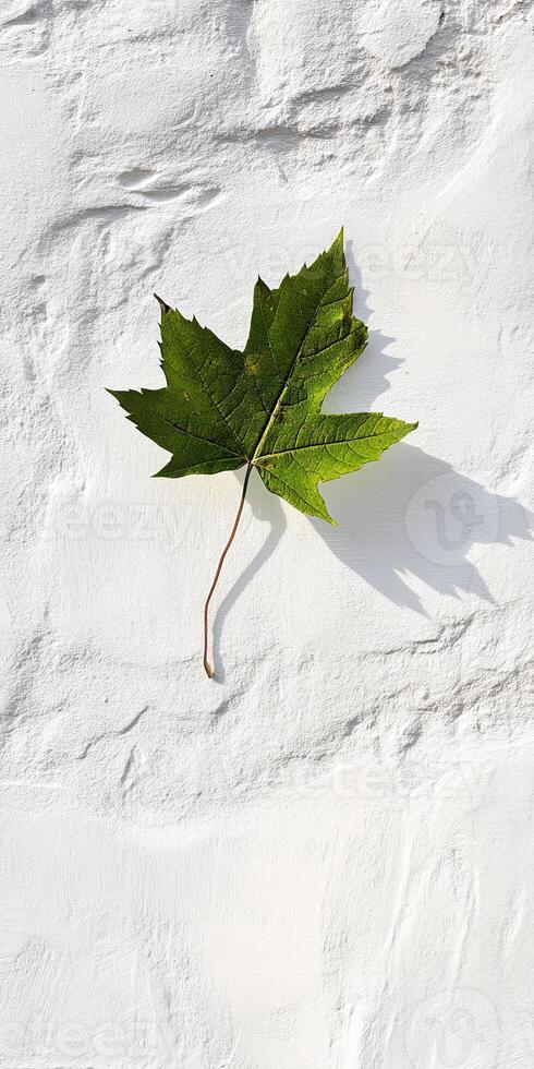 Green Maple Leaf Casting Shadow on White Textured Wall in Bright Sunlight photo