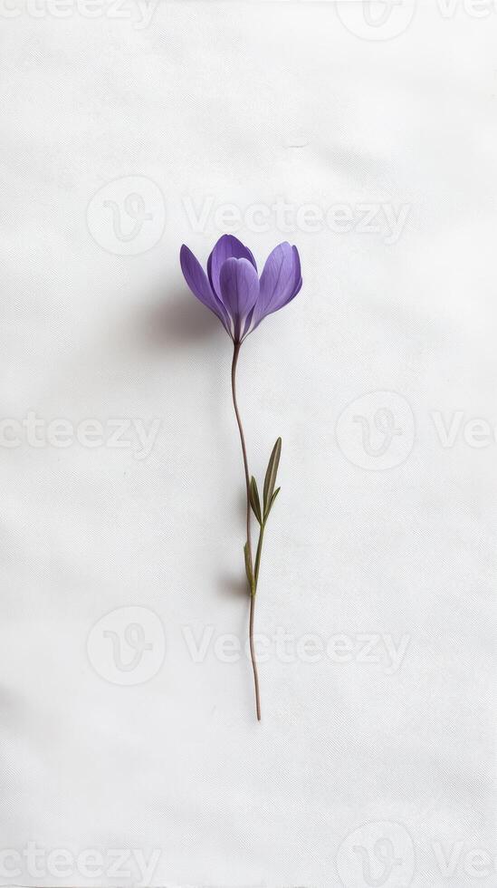 Minimalist Photograph of a Single Purple Crocus Flower on a White Background photo