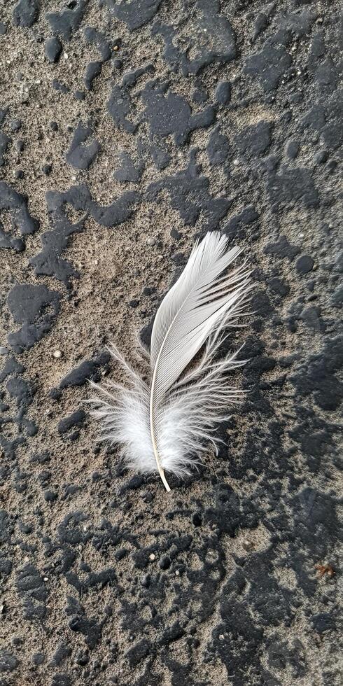 Delicate White Feather Resting on Textured Asphalt Surface photo