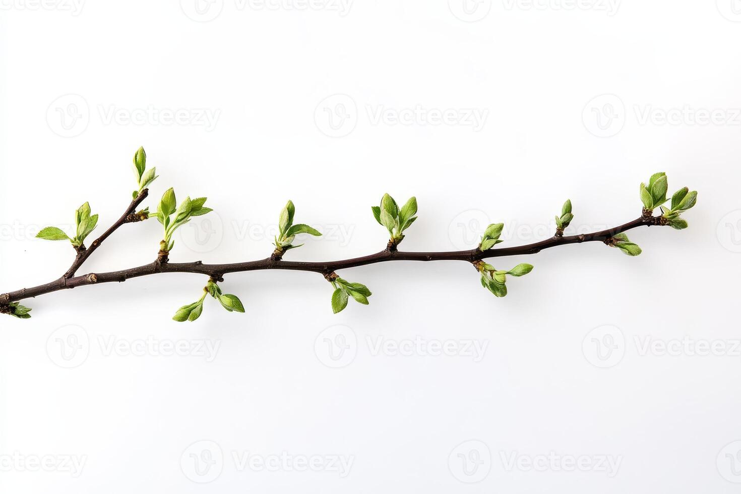 Minimalistic Image of a Budding Branch on a White Background photo