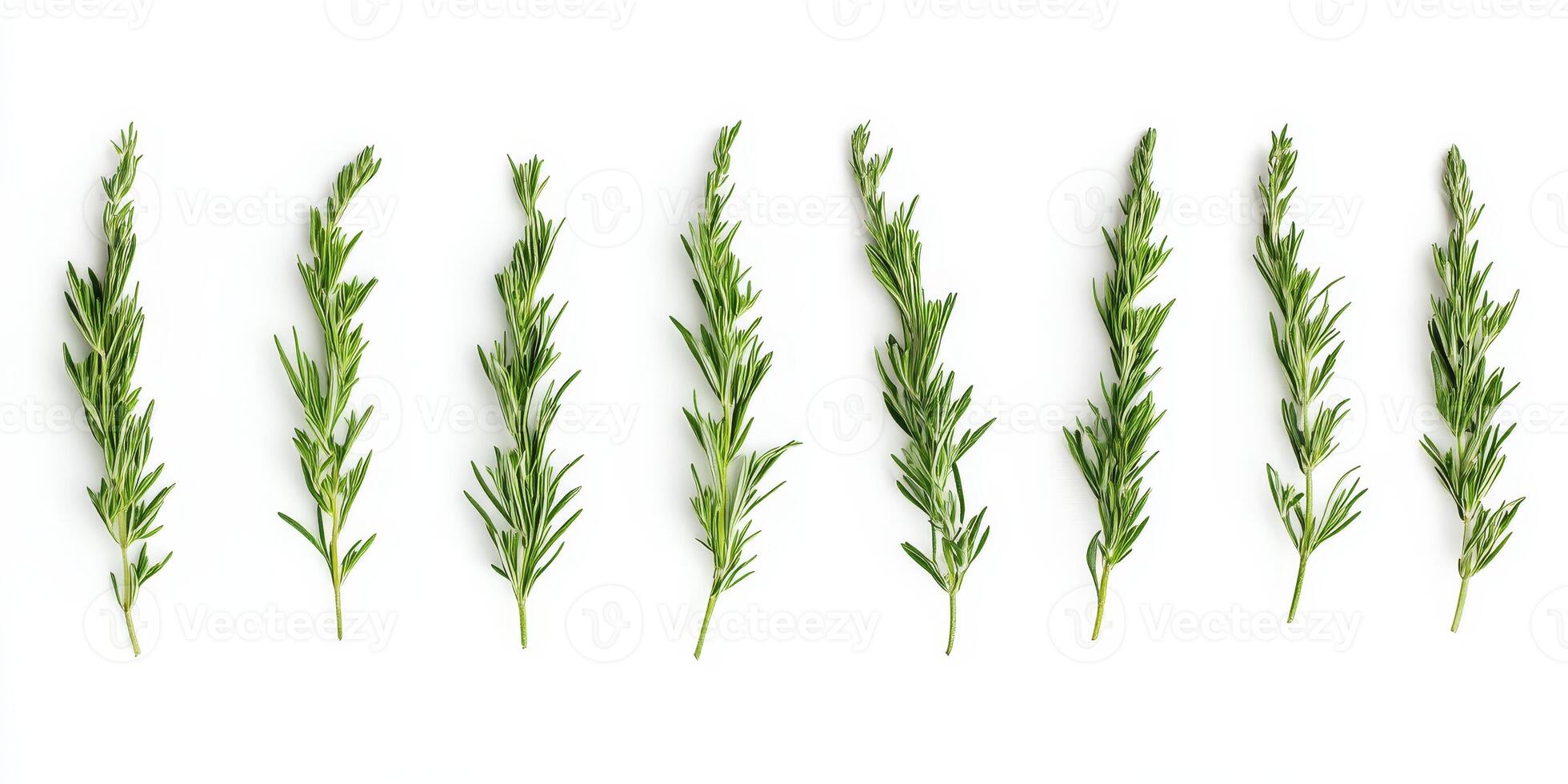 Fresh Rosemary Sprigs Arranged in a Row on a Clean White Background for Culinary and Herbal Use photo