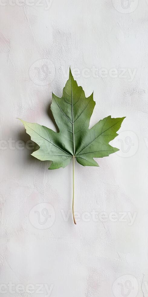 Minimalist Green Maple Leaf on Textured White Background for Nature and Botanical Themes photo