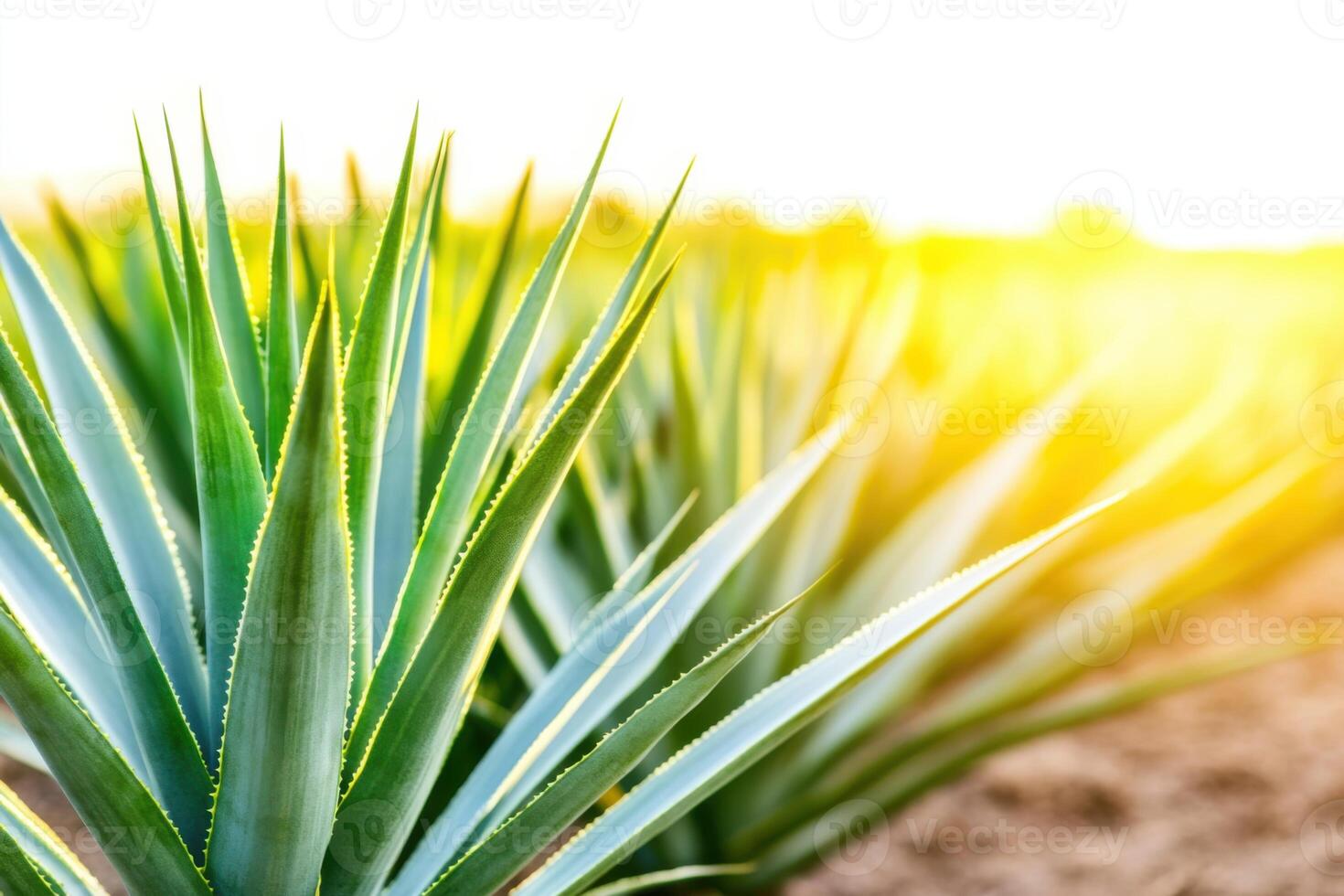 Close-up view of agave plants glistening with water droplets under sunlight, showcasing the natural essence of premium tequila production at a farm photo