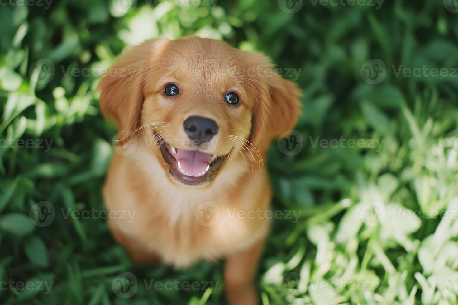Playful golden retriever puppy joyfully running across a grassy field with sage green tones, caramel highlights, and deep brown shadows under the sunny sky photo