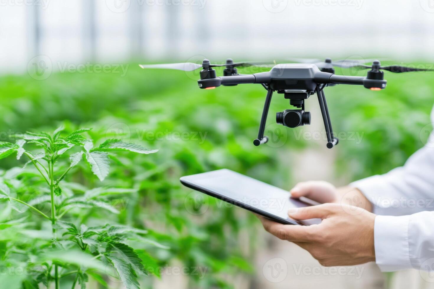 Agronomist utilizes drone technology in greenhouse for crop health analysis and monitoring photo