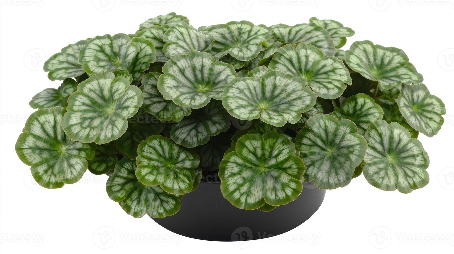 Lush, patterned leaves flourish in a stylish black pot, adding vibrancy to any space photo