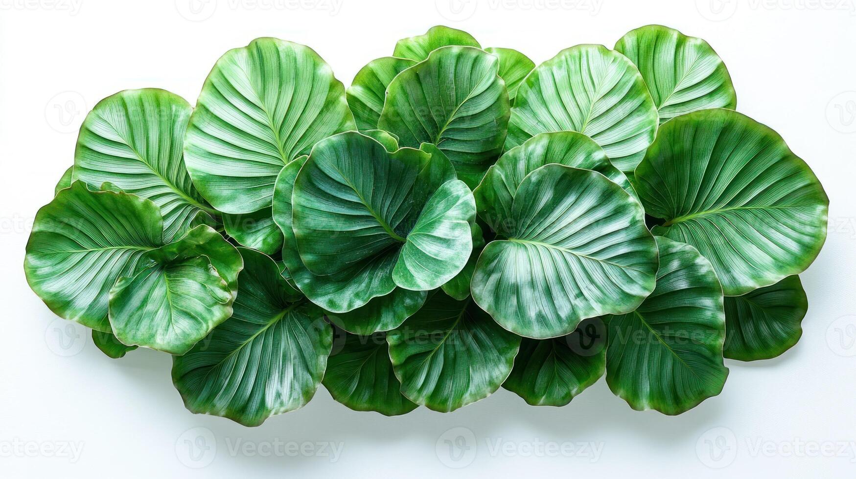 Richly textured green leaves form a beautiful composition for a refreshing ambiance photo