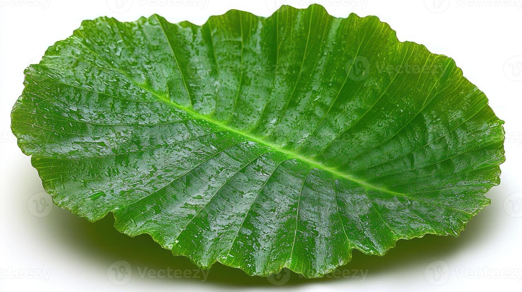 Lush, green leaf rests on a smooth surface, showcasing its vibrant texture and life photo