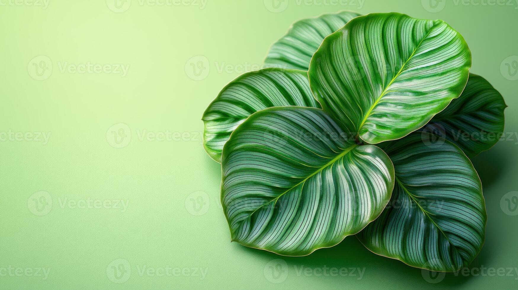 Lush leaves with striking textures rest elegantly on a gentle green surface photo