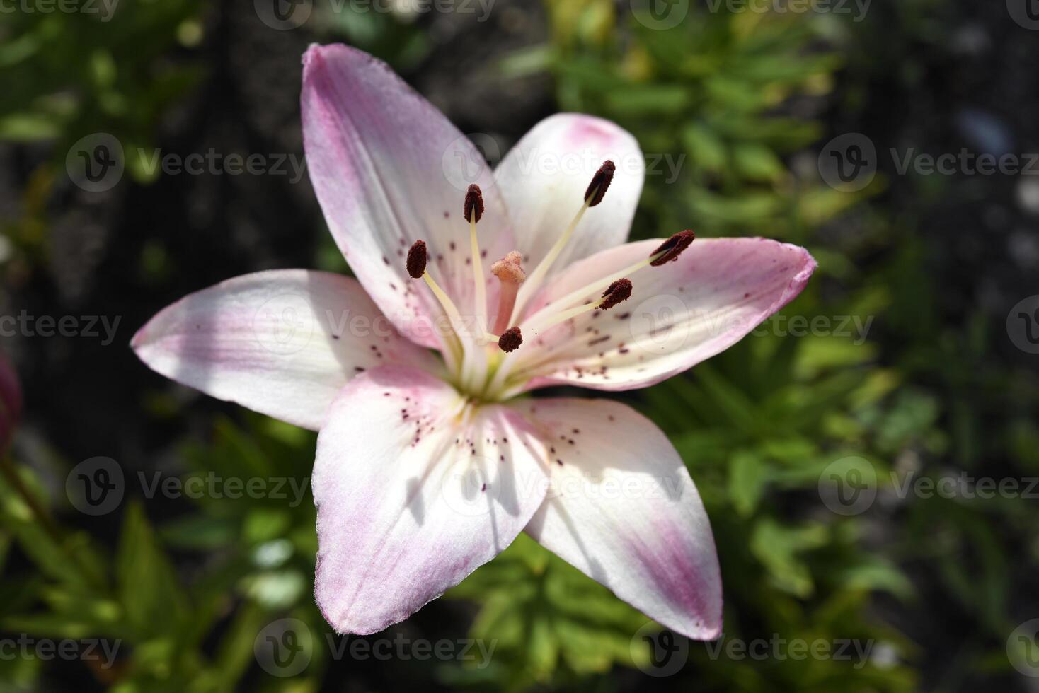 Large flowers. Lilium candidum. photo