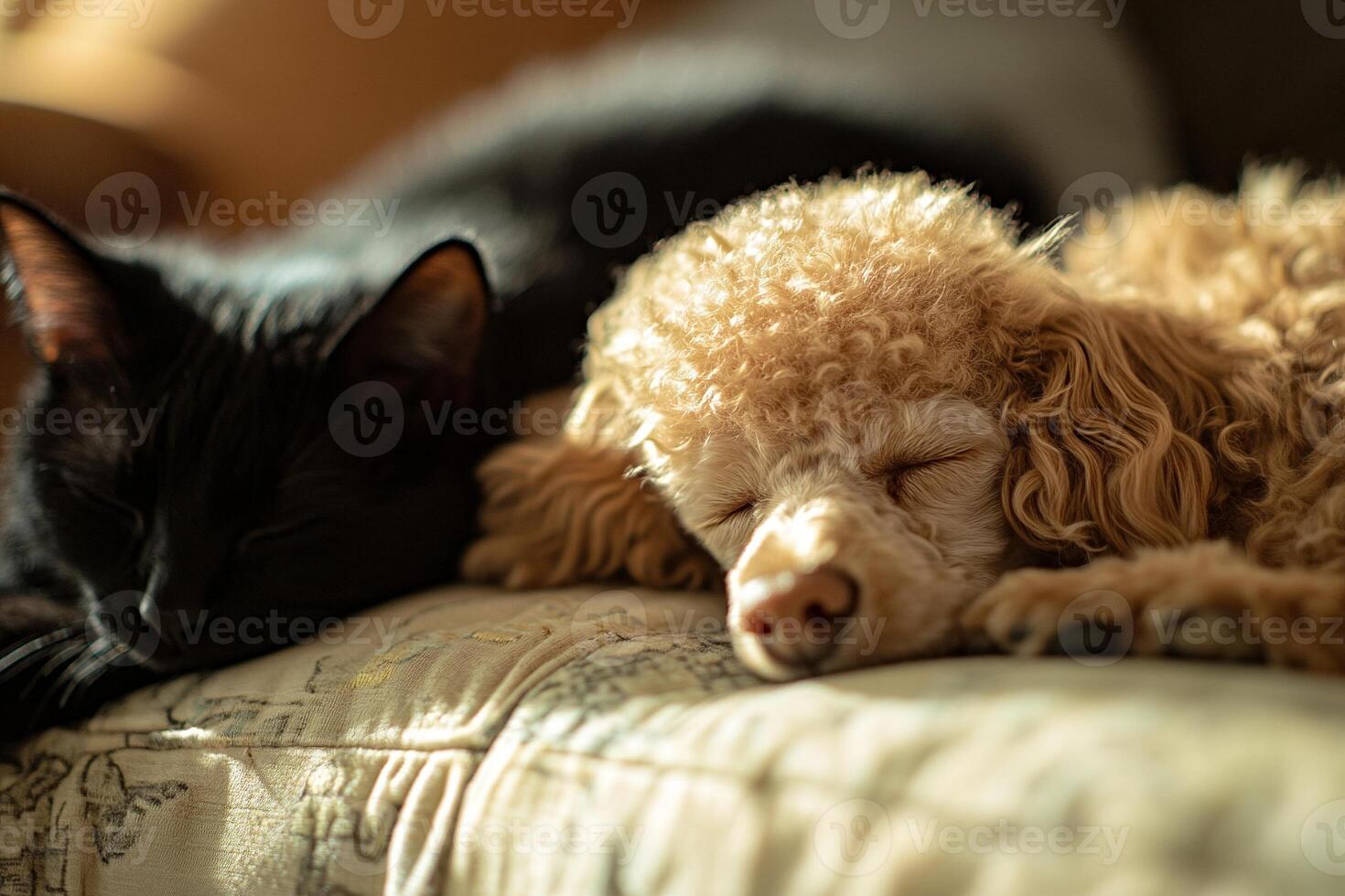Adorable small poodle and black cat sleeping together peacefully cozy mustard-colored cushion with a patterned background photo