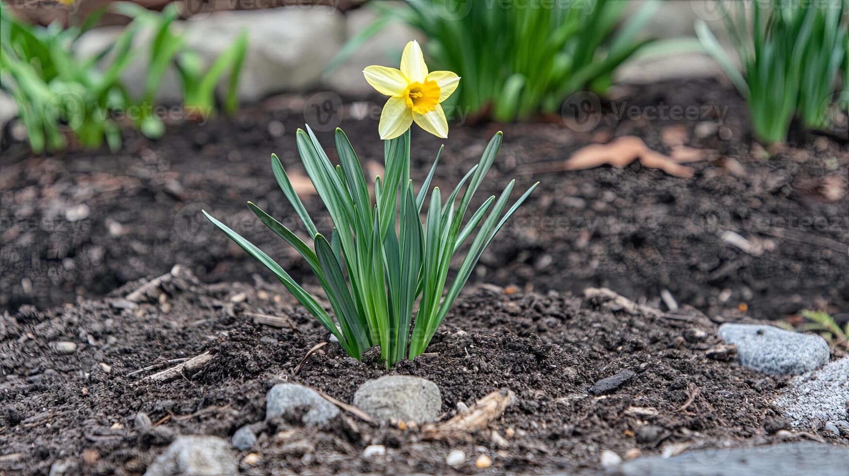 A Delicate Daffodil in Spring Garden photo
