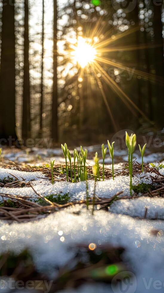 Spring Awakening in the Forest - New Life Emerging photo