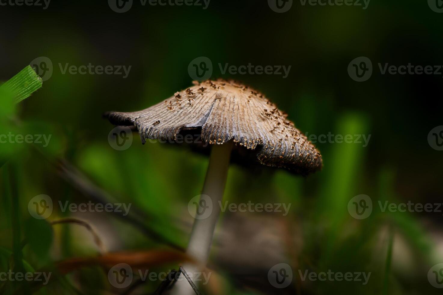 Delicate mushroom emerging from lush green grass in a tranquil forest under soft, diffused light photo