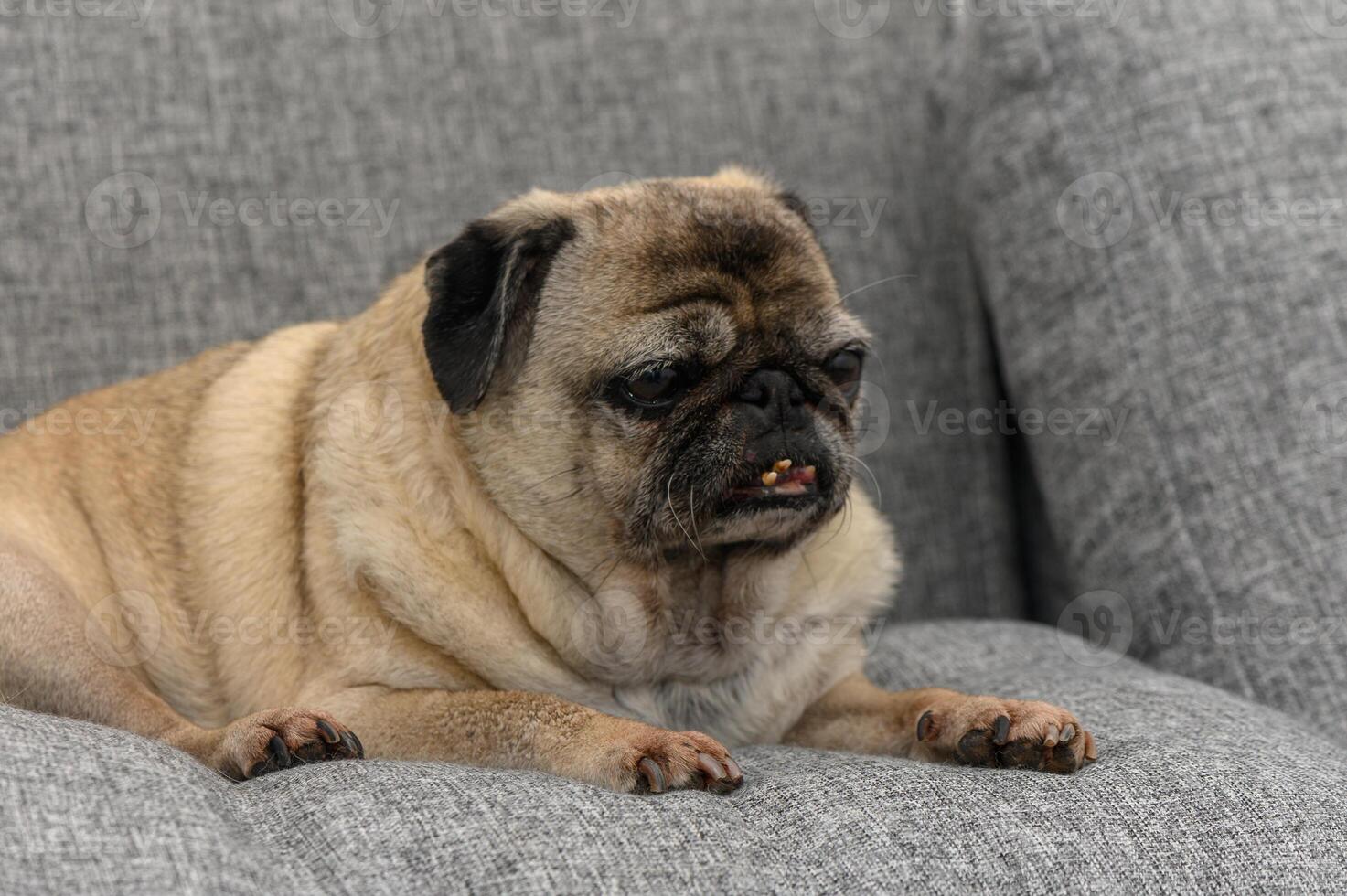 Charming pug relaxes on a cozy gray sofa, enjoying a moment of tranquility at home photo