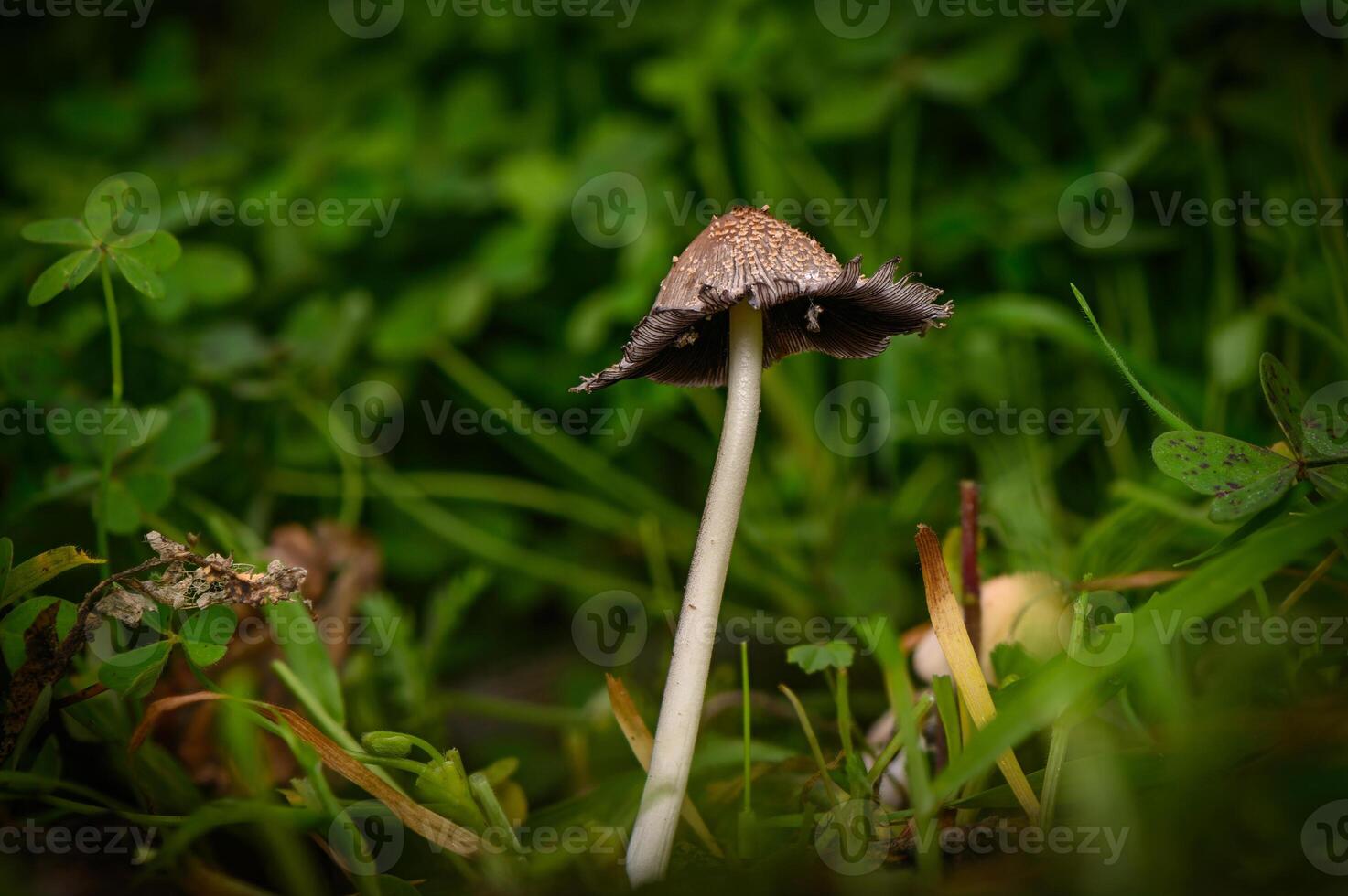 Unique mushroom stands tall among green grass and clovers on a calm afternoon in nature's embrace photo