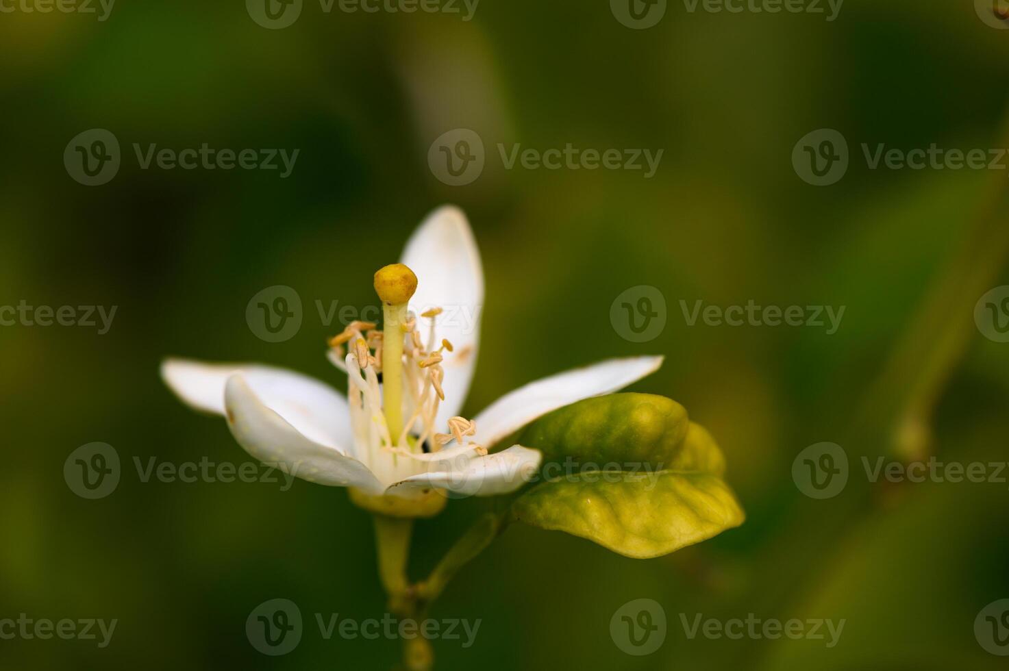 Delicate white flower blooming in a lush green garden under soft sunlight photo