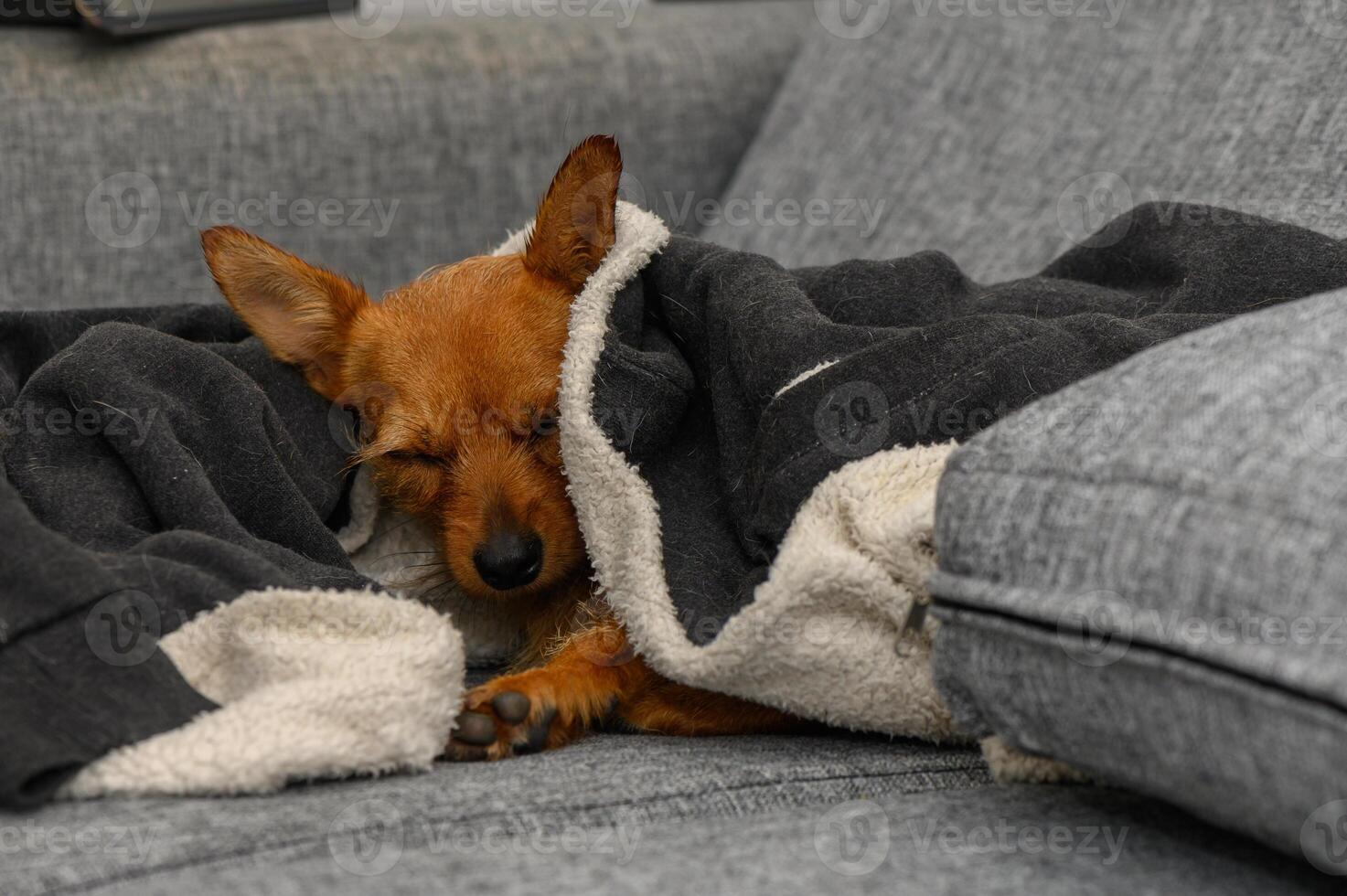 Cozy dog nestled in a soft blanket on a comfortable couch during a chilly afternoon photo