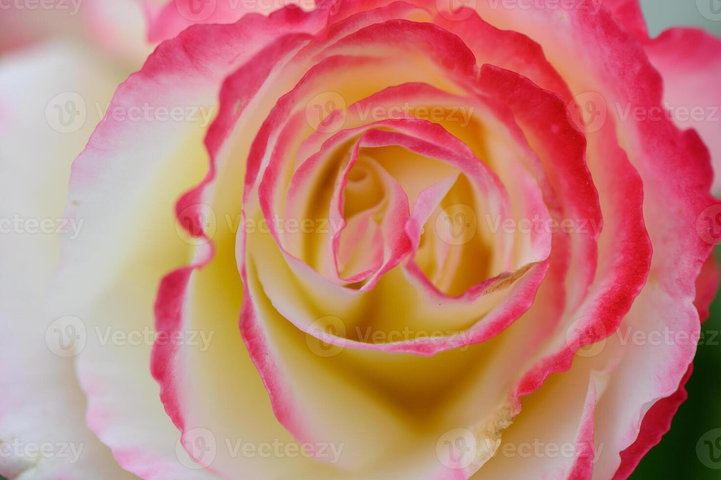 Delicate pink and cream rose blossoms in soft focus revealing intricate petal patterns photo