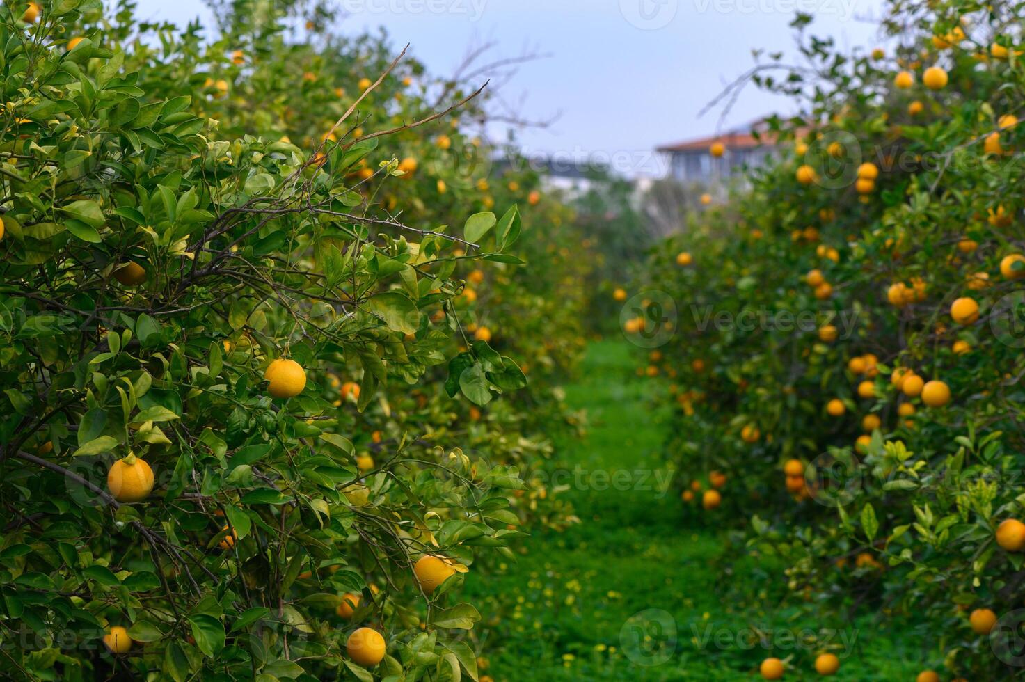 Lush grove brimming with vibrant orange trees under a cloudy sky in the afternoon light photo