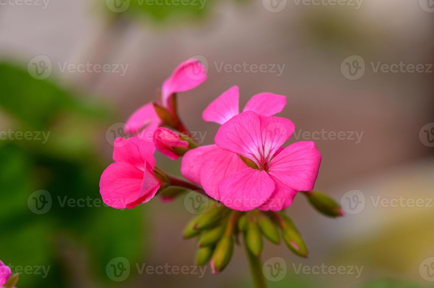 Vibrant pink flowers blooming in a garden with lush green foliage during a sunny day photo