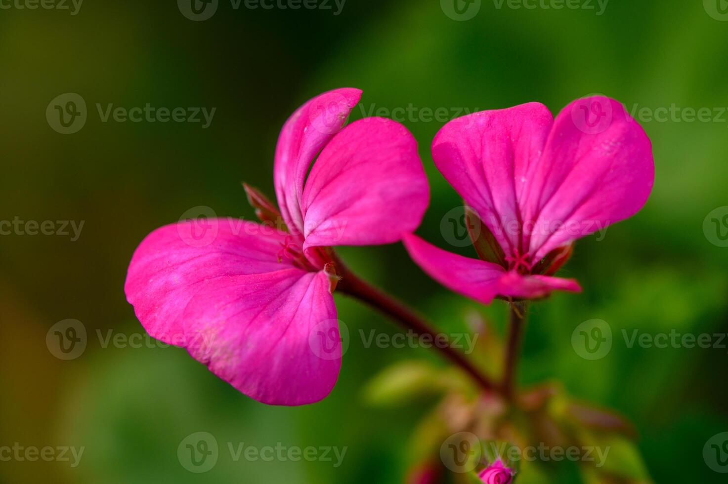 Bright pink geranium petals basking in sunlight amidst lush green foliage in a tranquil garden setting photo