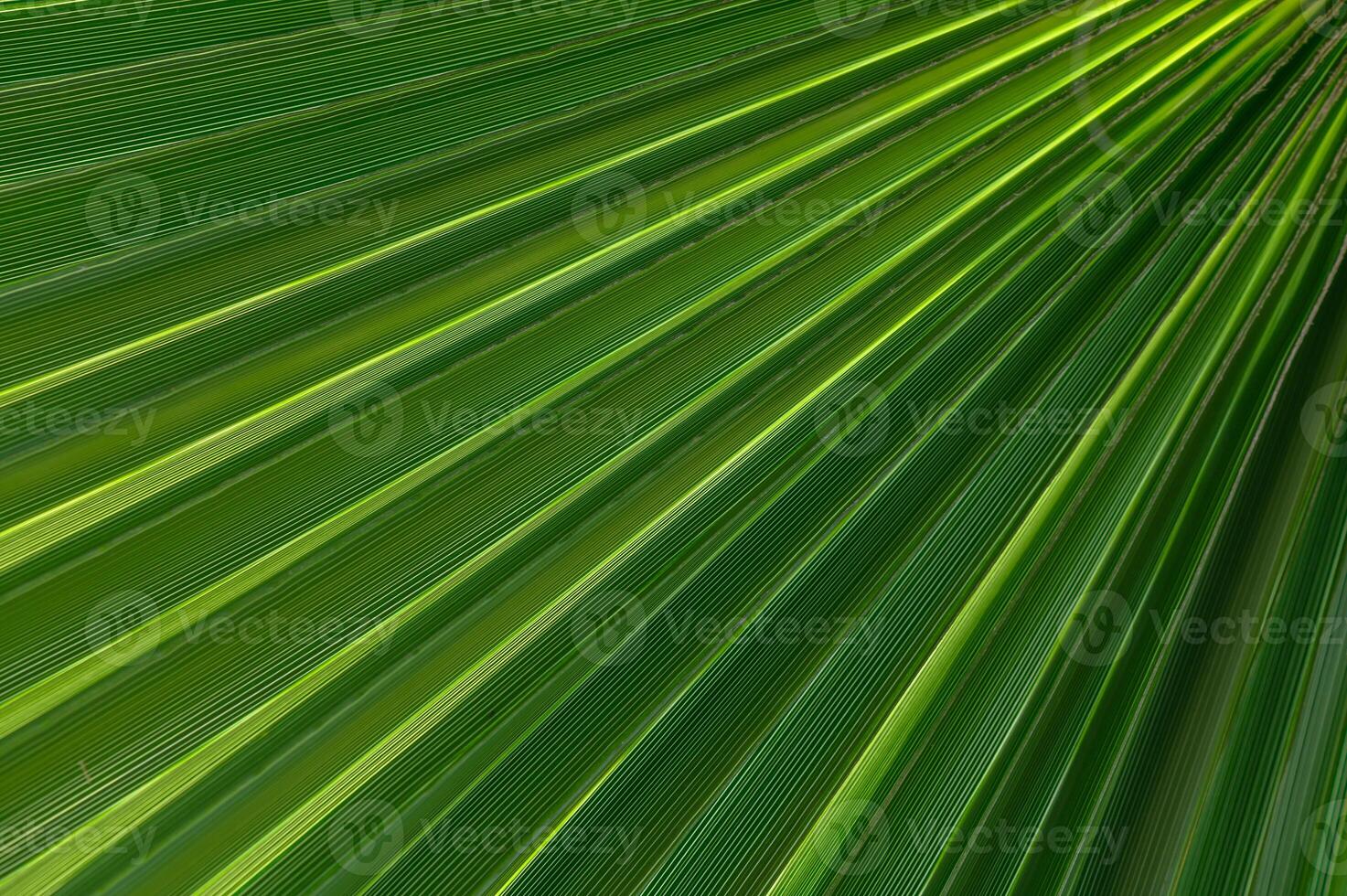 Intricate patterns of sunlight illuminating vibrant palm fronds in a tropical setting photo