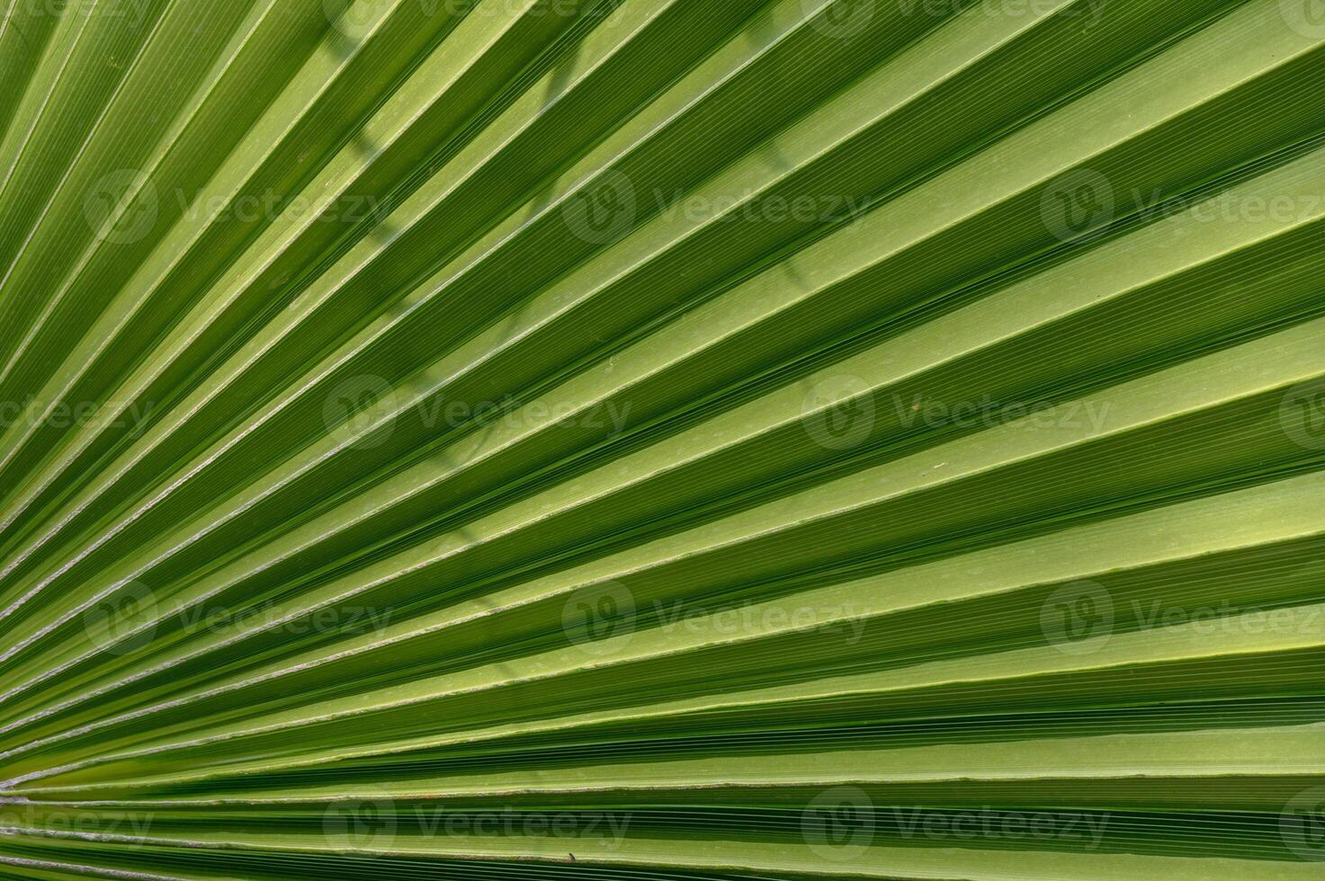 Natural geometric patterns of green palm leaves radiating in the sunlight during a warm afternoon photo