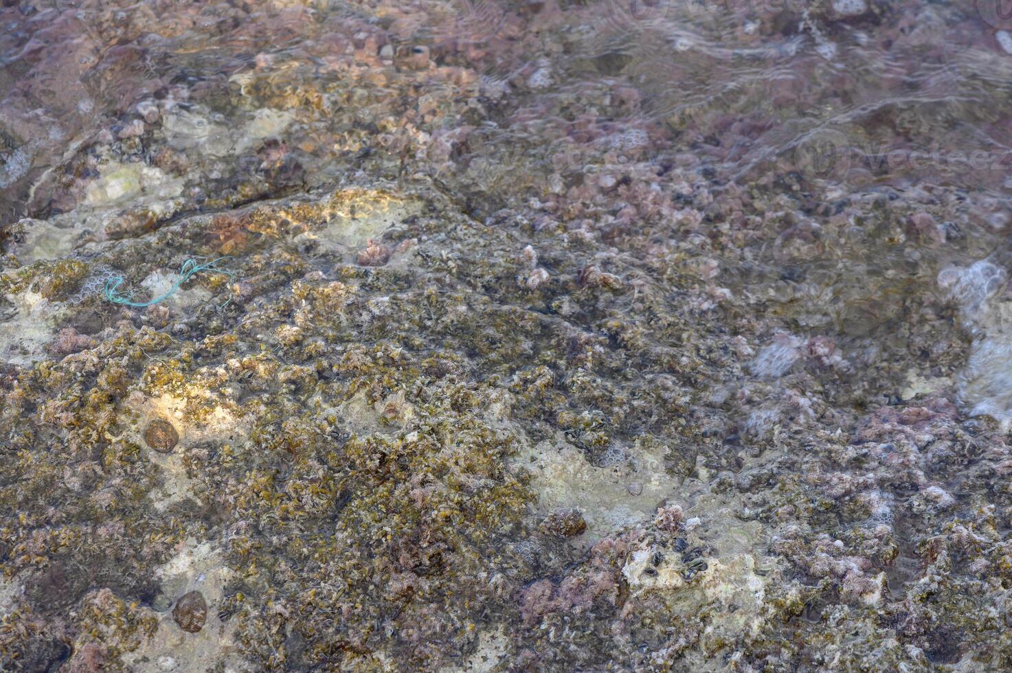 Vibrant marine life thrives under clear waters at a rocky coastal area during midday photo