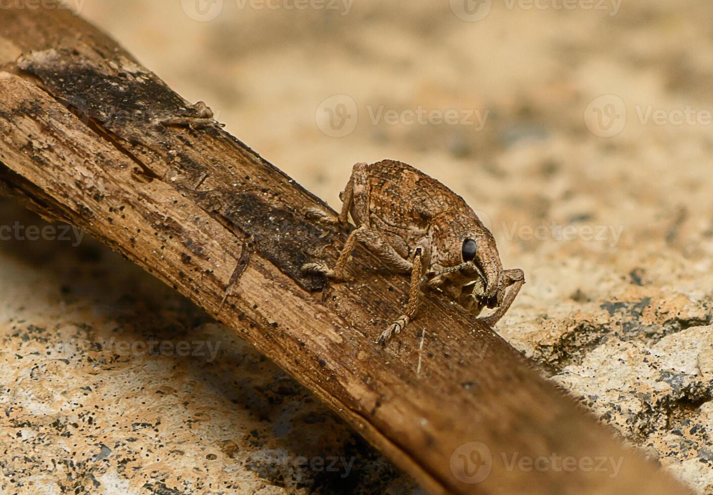 Unique insect resting on a wooden branch in a vibrant natural environment photo