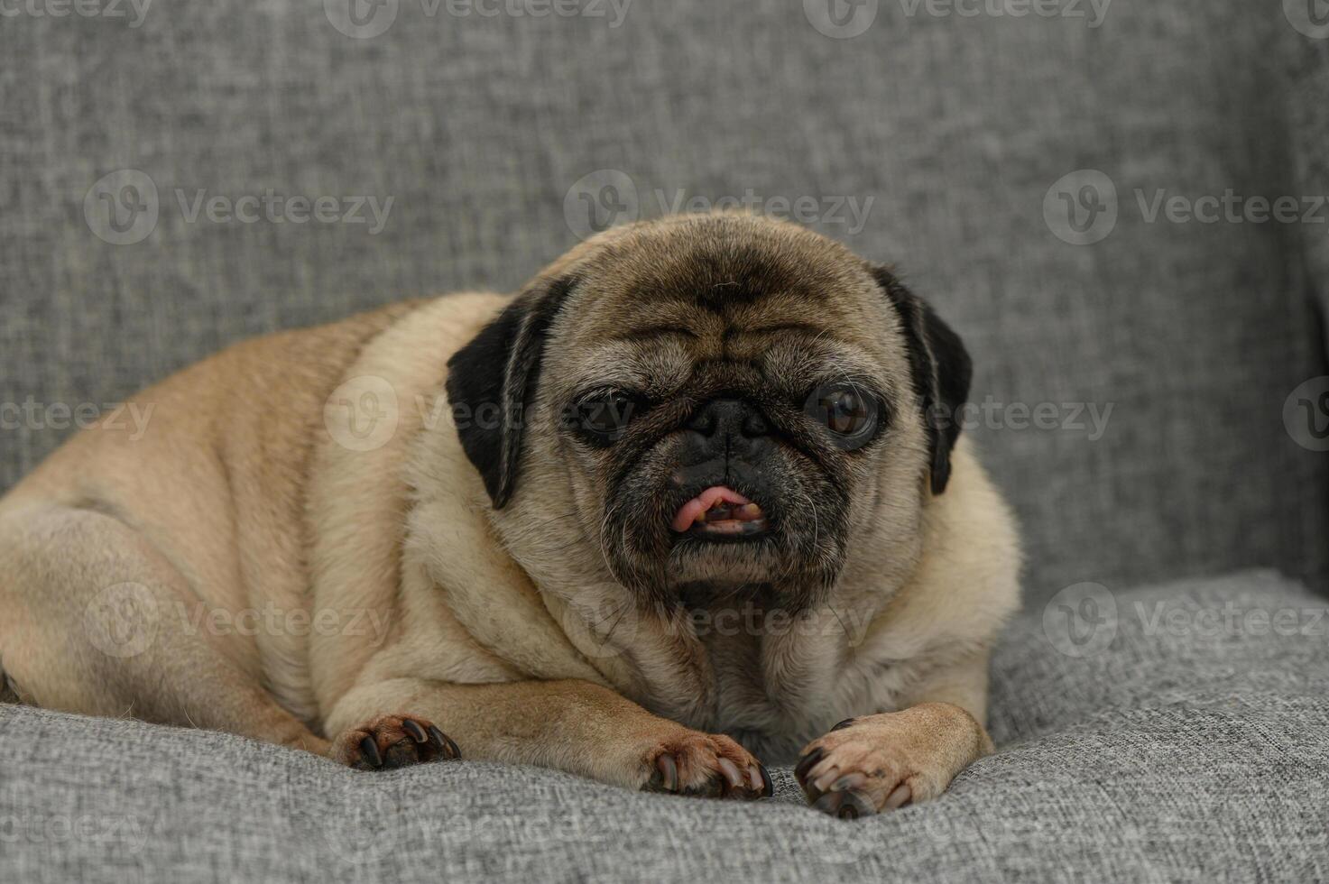 Charming pug relaxes on a cozy gray couch with a playful expression during a calm afternoon at home photo