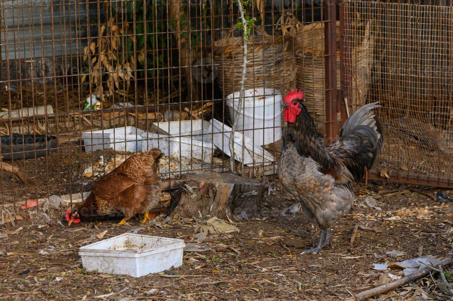 Farmyard life captures busy chickens foraging in a rustic coop during a sunny afternoon photo