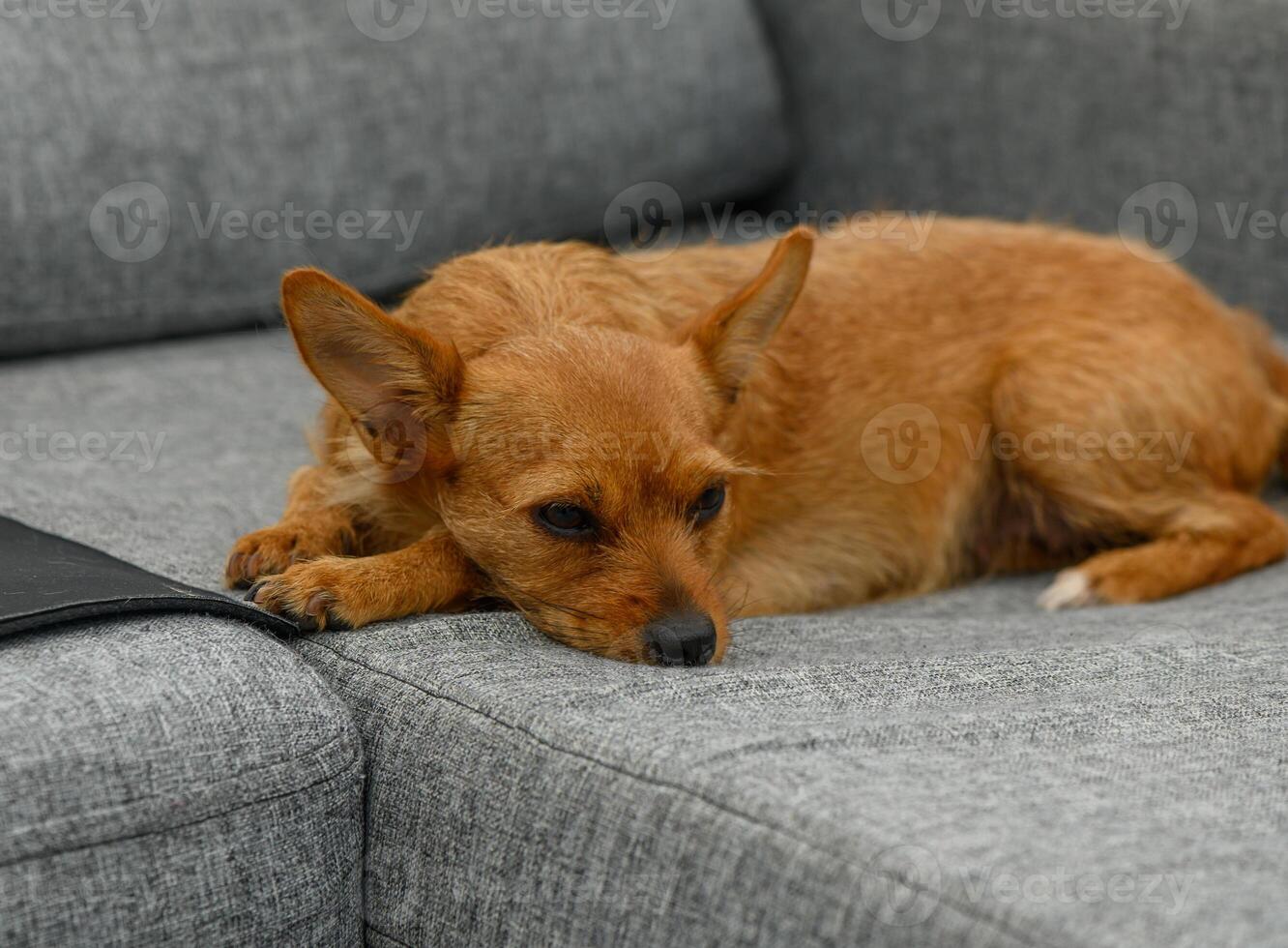Cozy red dog lounging comfortably on a grey sofa while enjoying a quiet afternoon at home photo
